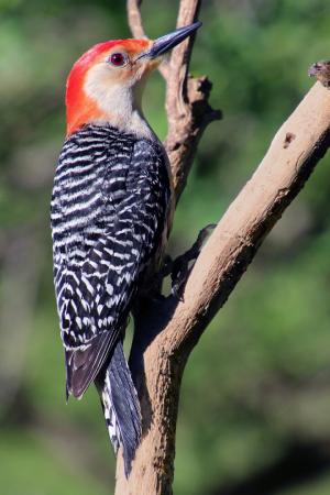 Competition entry: Yellow-bellied Woodpecker