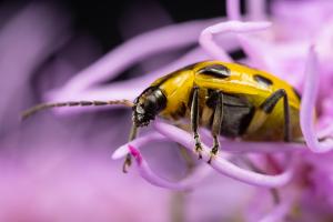 Yellow beetle with black spots on a purple flower.