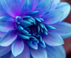 Competition entry: Dahlia in Blue