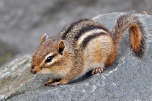 Competition entry: Chipmunk on Rock