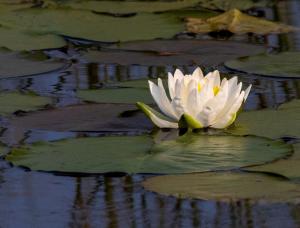Competition entry: End of season Waterlily