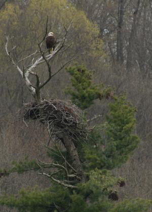 Bald Eagle with Nest