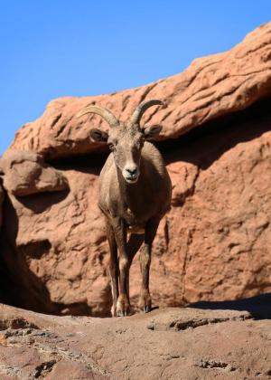 Competition entry: Bighorn Sheep