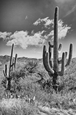 Competition entry: Two Saguaros