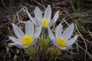 Competition entry: Pasque Flower