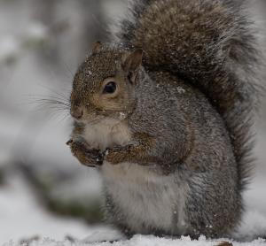 Competition entry: Squirrel in Snow