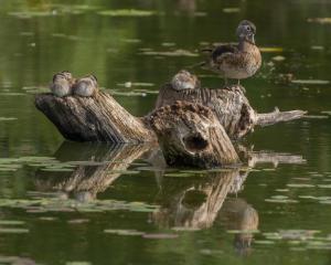 Competition entry: Wood Duck Hen and Ducklings