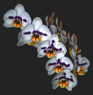 Competition entry: Full Bloom Orchid