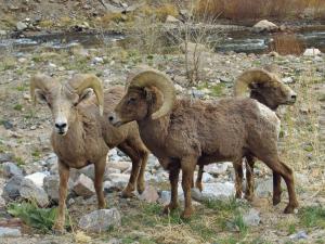 Competition entry: Three Rams