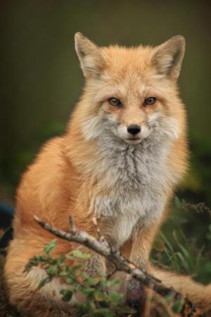 Competition entry: Red Fox