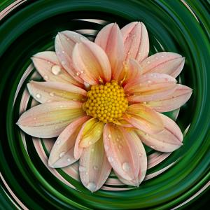Competition entry: Dahlia with a Twist