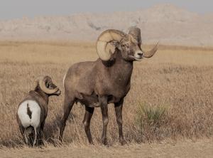 Competition entry: South Dakota Bighorn Sheep