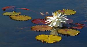 Competition entry: White water lily
