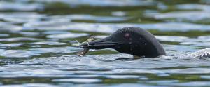 Competition entry: Loon Eating Crayfish