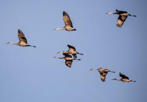 Competition entry: Sandhill Cranes in flight formation