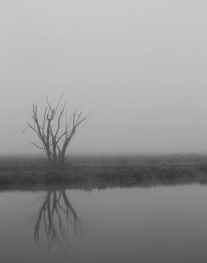 Competition entry: Foggy Tree