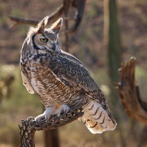 Competition entry: Great Horned Owl