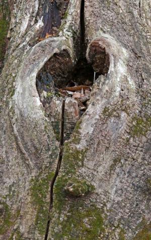 Competition entry: Nature's Broken Heart