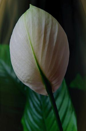 Competition entry: Peace Lily