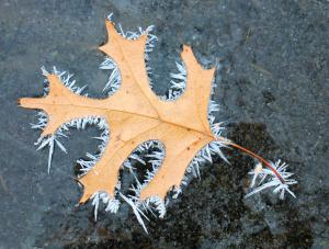 Competition entry: Frosty Leaf