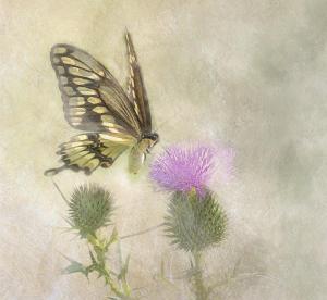 Competition entry: Swallowtail Watercolor