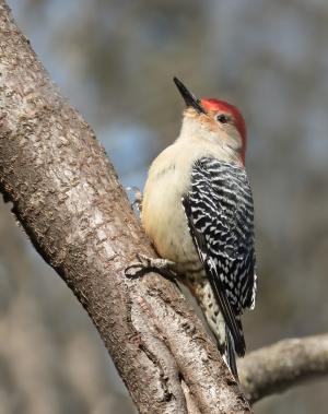 Competition entry: Male Red-bellied Woodpecker
