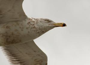 Competition entry: Soaring Seagull