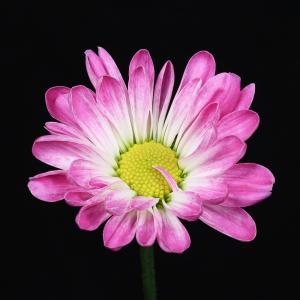 Competition entry: Pink Daisy