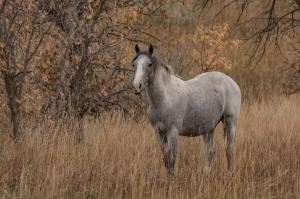Competition entry: Wild Horse, North Dakota