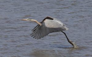 Competition entry: Great Blue Heron