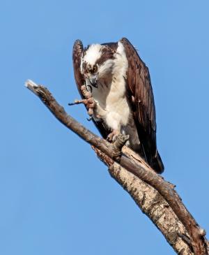 Competition entry: When Osprey Has Itch - Scratch It!