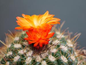 Competition entry: Cactus Flower