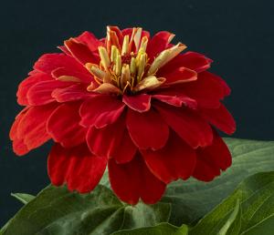 Competition entry: Red Zinnia