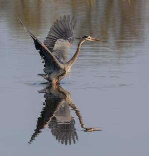 Competition entry: Great Blue Heron Taking Flight