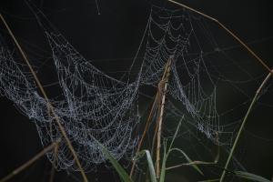 Competition entry: Wet Webs