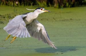 Competition entry: Black Crowned Night Heron