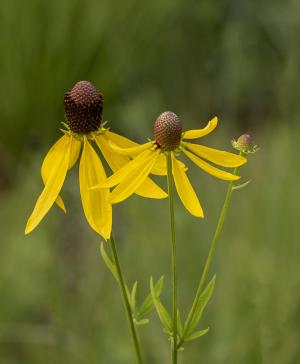 Competition entry: Cone Flower Trio