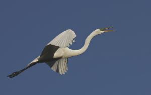 Competition entry: "Noisy" Egret 