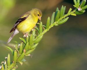 Competition entry: Yellow Warbler