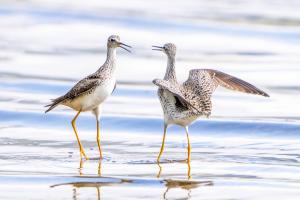 Greater Yellowlegs facing off with each other.  Winona, MN