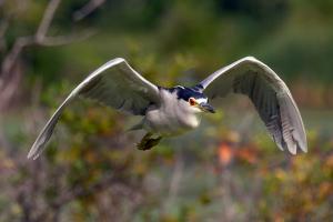 Competition entry: Incoming Black Crown Night Heron