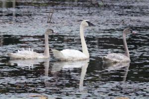 Competition entry: Three Swans