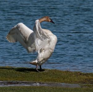 Competition entry: Trumpeter Swan By Our Pond