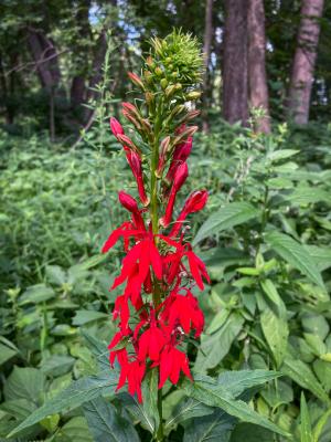 Competition entry: Cardinal Flower