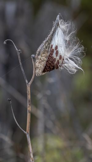 Competition entry: Milkweed
