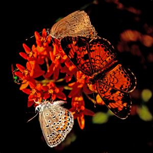 Competition entry: Butterflies On "Butterfly Milkweed"