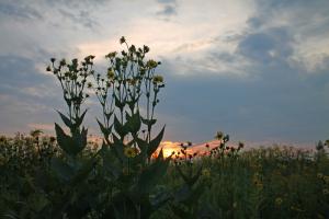 Competition entry: Compass plant at sunset