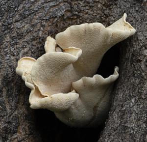 Competition entry: Knothole Fungus