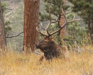 Competition entry: Resting Elk