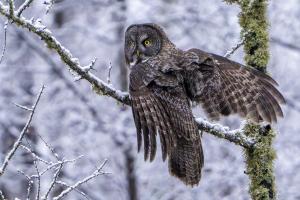 Great Gray owl landing on a branch early in the morning